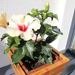 Ambiente Appartement Flachau