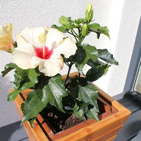 Ambiente דירה פלאכאו